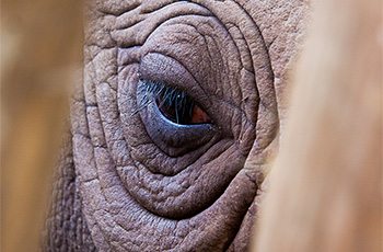Sanctuary retreats help to boost rhino population in Botswana
