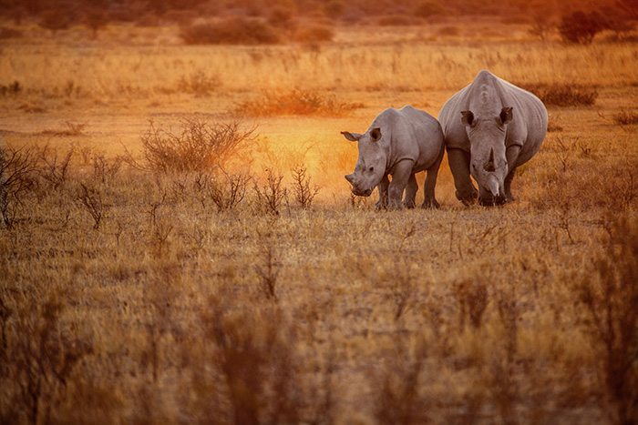 Can these new tracking collars deter rhino poachers?