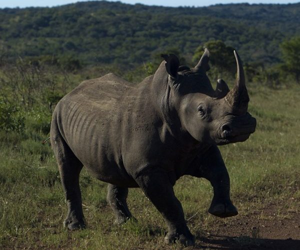 New baby rhino signals hope in war against poaching