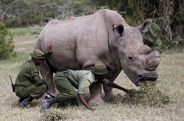 Wardens assist the last surviving male northern white rhino named 'Sudan' as it grazes at the Ol Pejeta Conservancy in Laikipia national park, Kenya.
REUTERS/Thomas Mukoya
