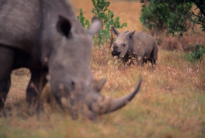 Conservationists begin plan to relocate endangered African rhinos to Australia