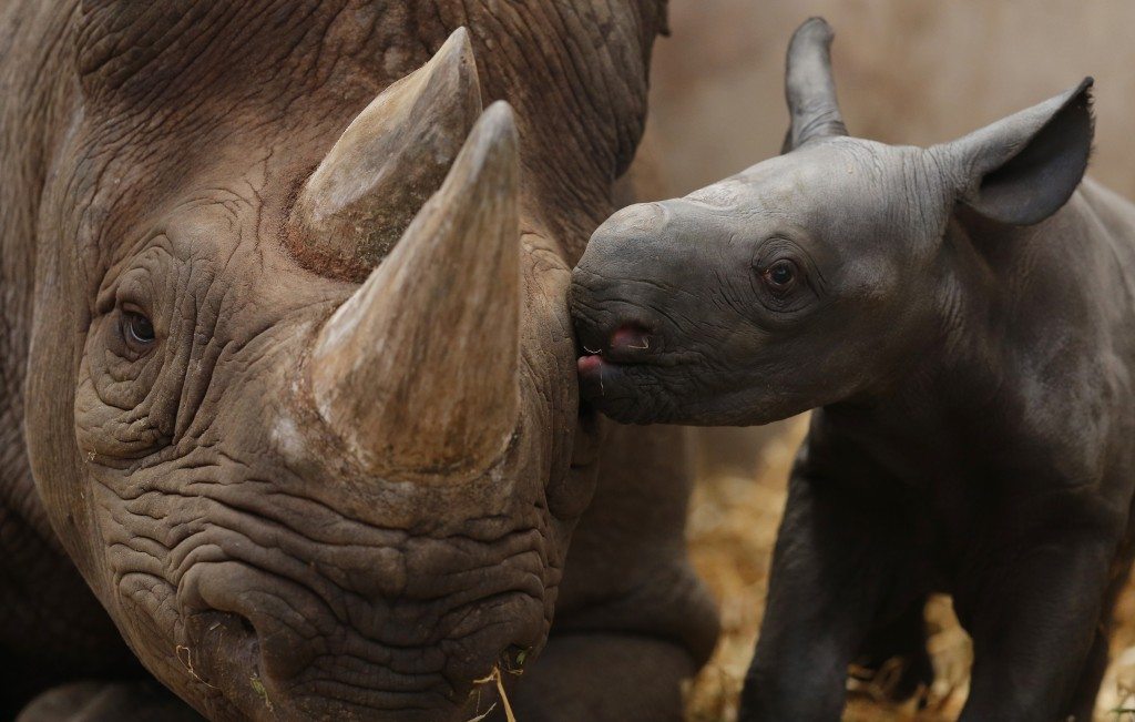 Ema Elsa, a nine-year-old Black Rhino, is nuzzled by her newborn calf in their enclosure at Chester Zoo in Chester, northern England in 2012.  The calf and mother are a part of an international breeding programme for the critically endangered species. REUTERS/Phil Noble