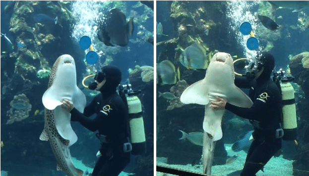 This shark just wants to be loved like any other animal
