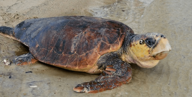 A loggerhead turtle. LUCY TRIPPETT/THE UNIVERSITY OF QUEENSLAND