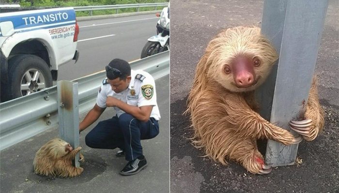 Sloth rescued from highway