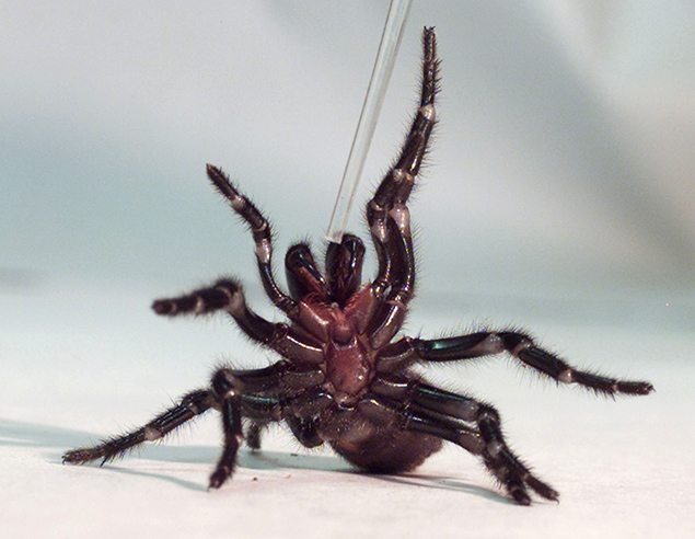 A Sydney funnel-web spiders rears up on its hind legs as a tube used to extract venom is placed nears its claws.
REUTERS