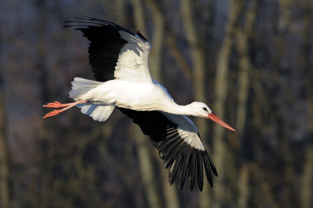 A white stork flies to his nest. REUTERS/Jacky Naegelen