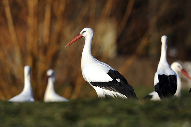 White storks stand in a field. REUTERS/Jacky Naegelen