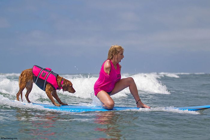 surfing-dog-1