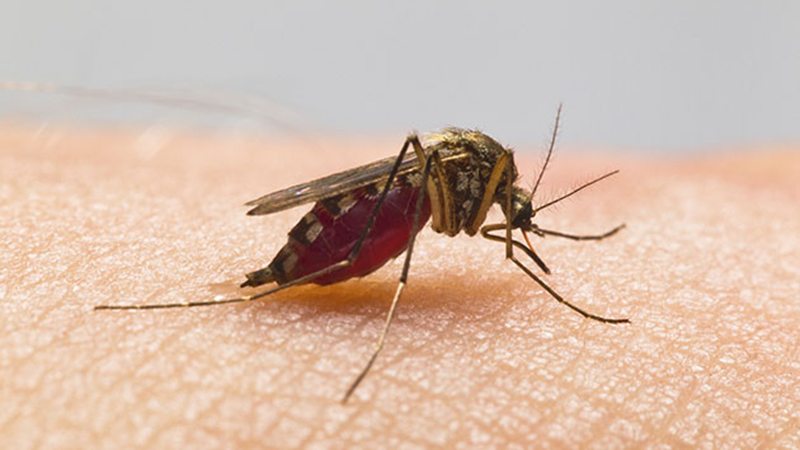 Why are some people mosquito magnets and others unbothered? A medical entomologist points to metabolism, body odour and mindset