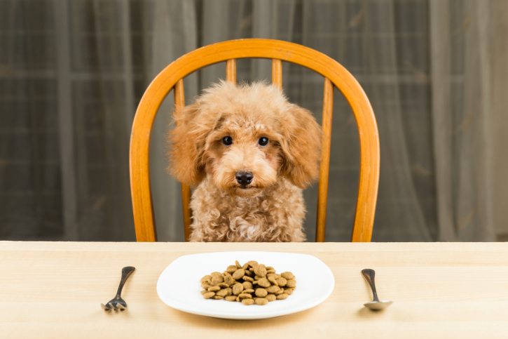 Degustation for Dogs: London cafe serves up brunch for pets