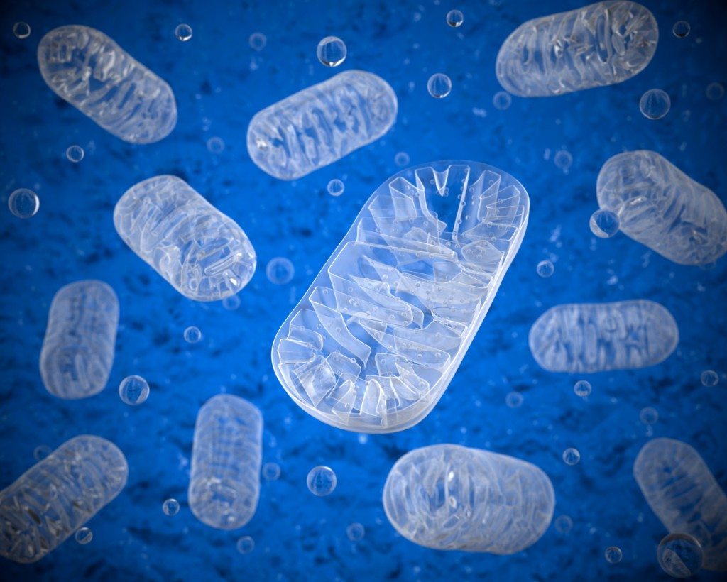 Mitochondria