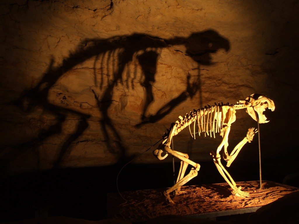 Thylacoleo skeleton in Naracoorte Caves. Image by Karora