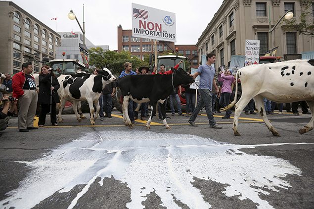 Dairy farmers in Canada protest the TPP before the agreement was signed.REUTERS/Chris Wattie 