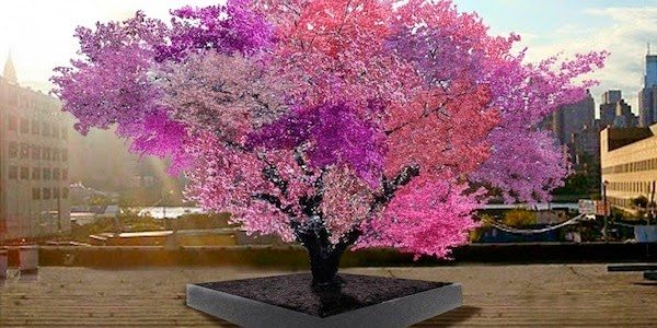 The tree that bears forty different fruits