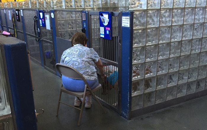 Woman reads to shelter dogs