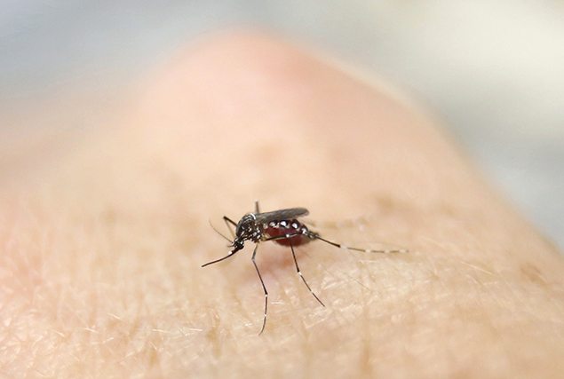 Zika virus declared a global public health emergency